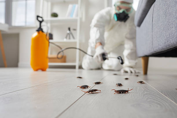 Post-Treatment Bed Bug Interceptor Monitoring in Riverview